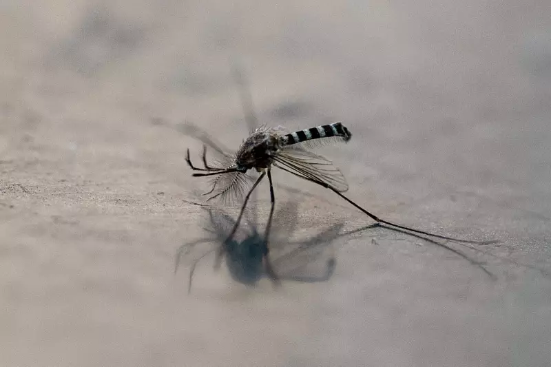 Tropical Disease Alert: Deadly Mosquitoes Spreading Across UK Due to Climate Change