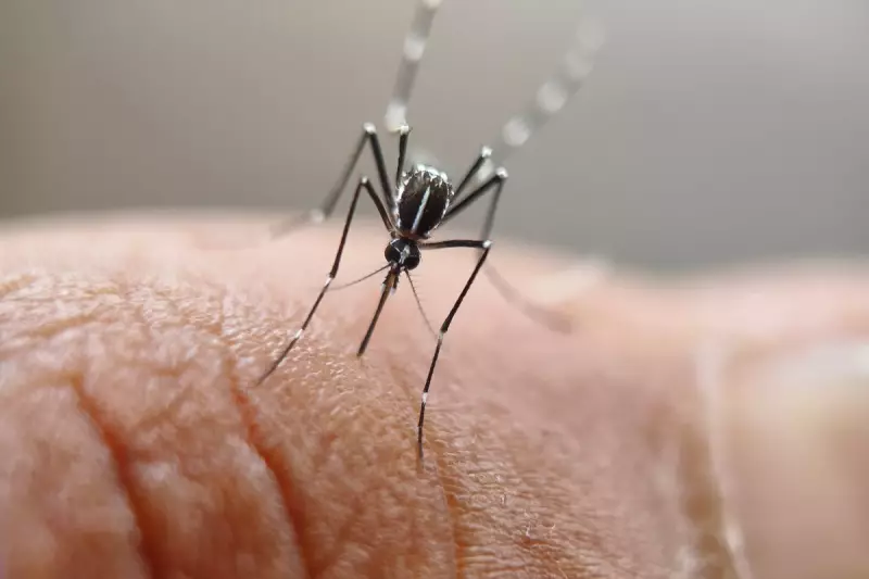 UK Scientists Unleash Genetically Modified Mosquitoes in Groundbreaking Fight Against Dengue and Zika