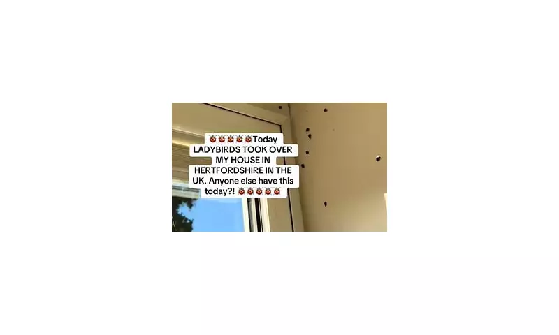 UK Skies Turn Red: Massive Ladybird Swarm Blankets Britain in Breathtaking Natural Phenomenon