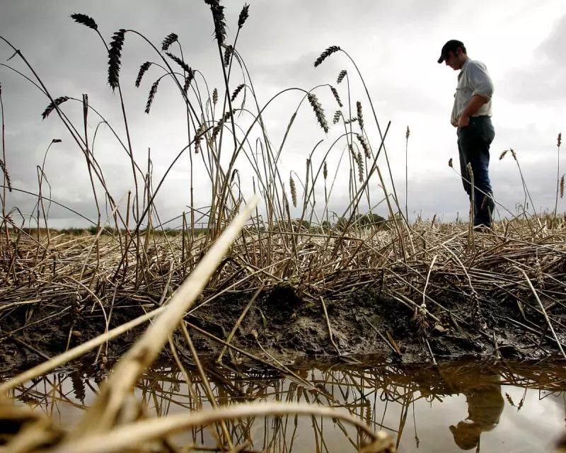 UK's Bread Basket Crisis: Five Years of Failed Harvests Wipe Out Annual Loaf Supply