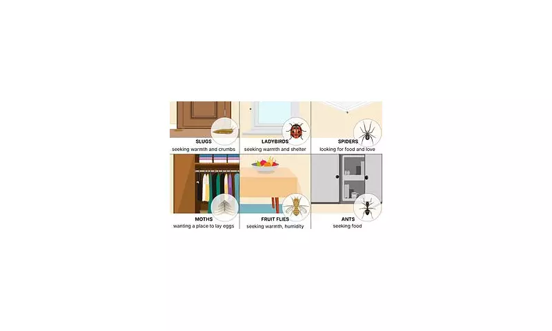 Uninvited Guests: What Your Home's Insect Infestation Reveals About Your Living Space