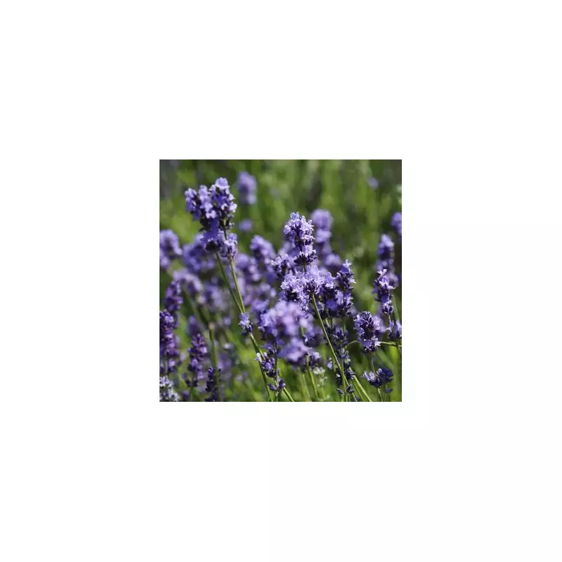 Unlock Lush Lavender Blooms: Expert Gardener Reveals Simple Trick for Healthier Plants