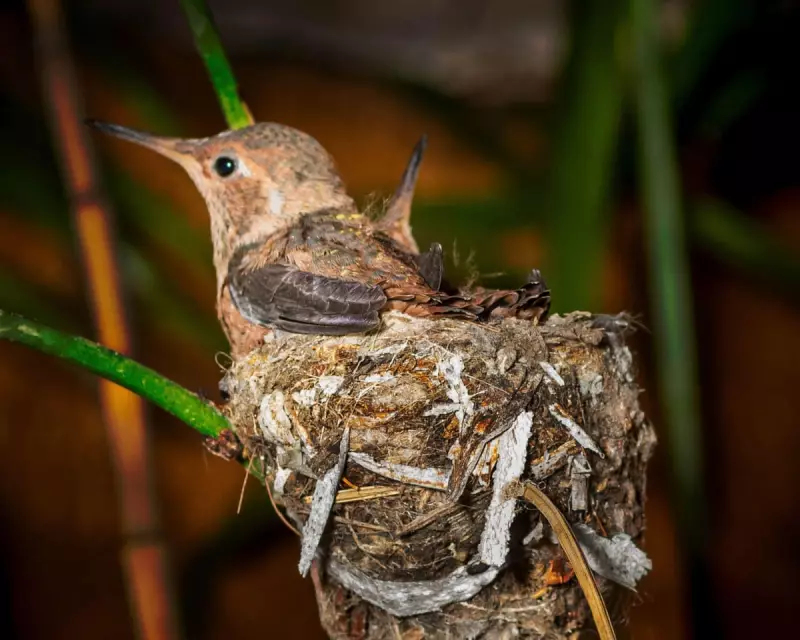 Unlock Nature's Secrets: What Is Short-Term Hibernation Called? The Answer Will Surprise You