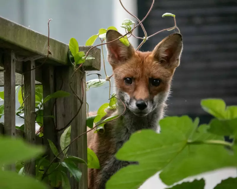 Urban Fox Encounters: A Young Naturalist's Intimate Wildlife Observations