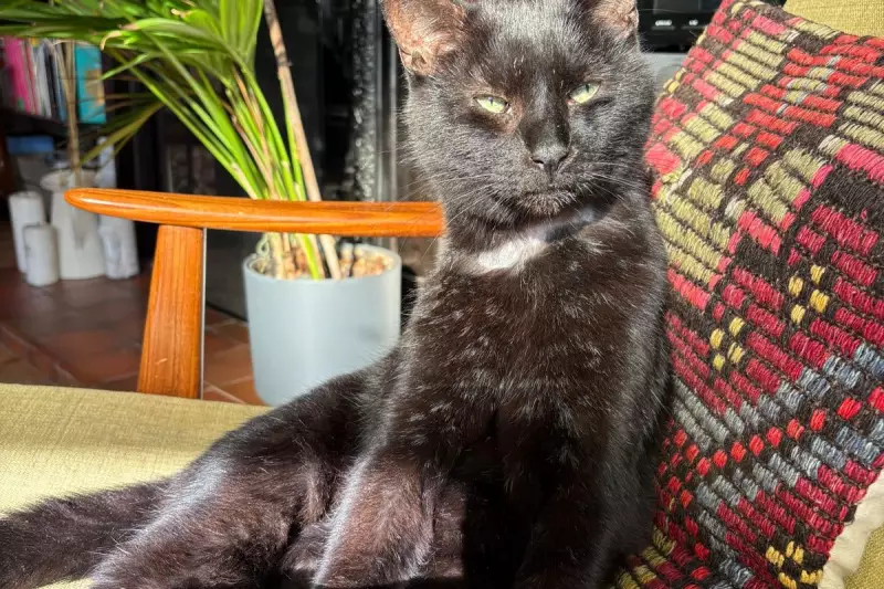 Vet Bills Crisis: Soaring Costs Leave UK Pet Owners Facing Heartbreaking Choices