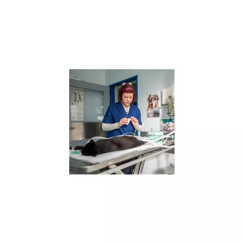 Vet's Urgent Warning: This Popular Dog Breed Faces Serious Health Risks