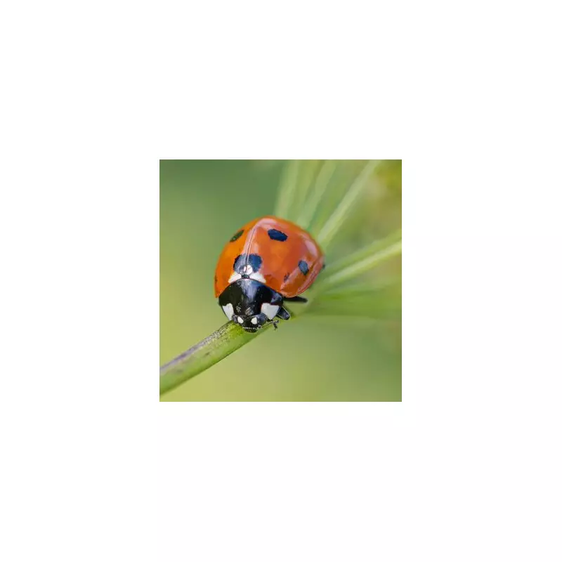 Where Have All the Spiders Gone? The Silent Disappearance from UK Homes Explained