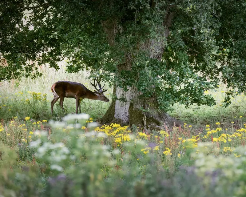 Wild East Anglia: The Ambitious Grassroots Movement Rewilding England's Eastern Counties