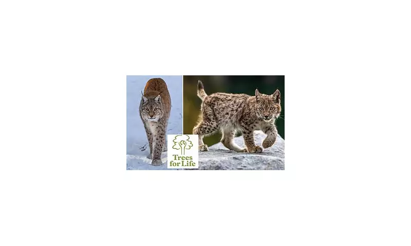 Wildcat Warriors Wanted: Scotland Launches Ambitious Hunt for Lynx Revival Experts