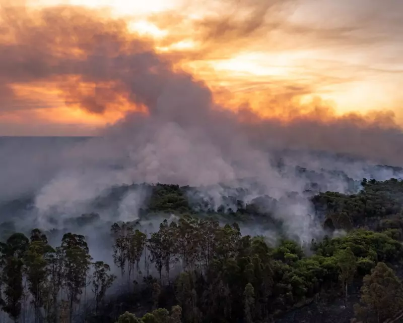 Wildfires Fuel Climate Crisis: Vicious Cycle of Extreme Fires Sending Carbon Emissions Soaring