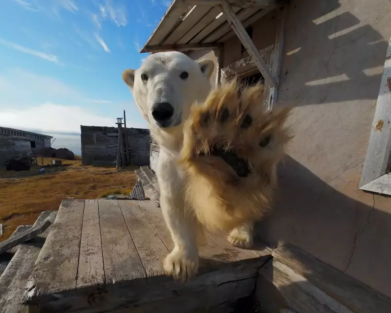 Wildlife Wonders: Elusive Polar Bear Captured on Camera and Whirling Waders Steal the Show