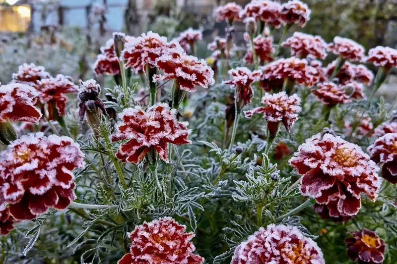 Winter Plant Protection: Your Essential Guide to Shielding Gardens from Frost Damage