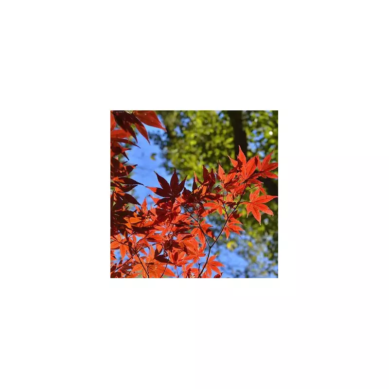 Winter-Proof Your Japanese Maple: Essential Cold Weather Protection Guide