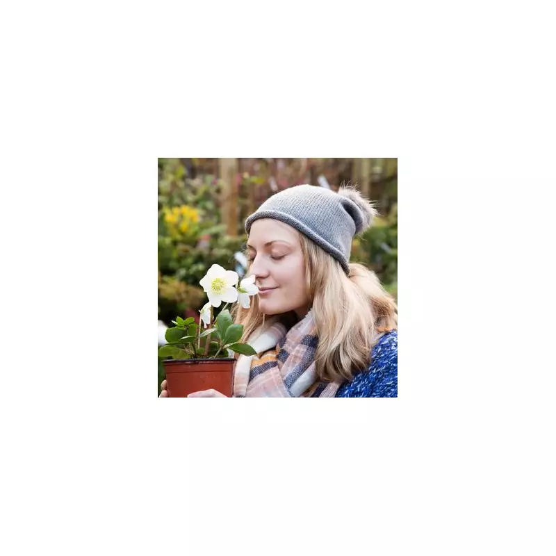 Winter Rose Revolution: Discover the Frost-Defying Flower That Blooms Through British Cold