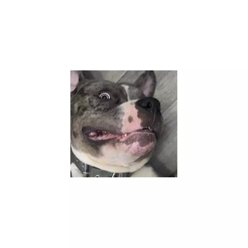 XL Bully Owner's Pet Ghost Shot Dead by Police in Disturbing Merseyside Incident