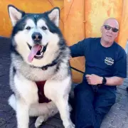 13-Stone 'Gentle Giant' Dog Faces Destruction Order in Heartbreaking Legal Battle