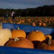 7 Best UK Pumpkin Picking Spots for Your Perfect Autumn Day Out