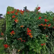 7 Fast-Growing Climbing Plants That Will Transform Your Garden in One Season