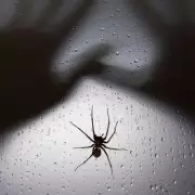 9 Unusual Spider-Proofing Secrets: Keep Eight-Legged Guests Out For Good