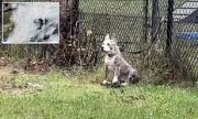 Abandoned in the Storm: Desperate Dog Left Tied to Pole During Connecticut Nor'easter
