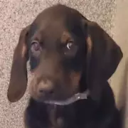 Abandoned Twice: Miracle Puppy's Harrowing Journey From Streets to Loving Home