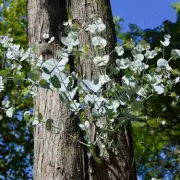 Alan Titchmarsh Reveals His 5 Must-Have Plants for a Stunning British Garden