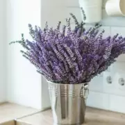 Alan Titchmarsh's Essential July Gardening Checklist: 5 Must-Do Tasks for a Spectacular Summer Garden