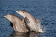 Alarming Discovery: Dolphins Developing Alzheimer's-like Symptoms Due to Human Pollution