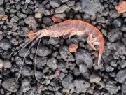 Antarctic Krill: The Unsung Climate Hero Fighting to Save Our Oceans