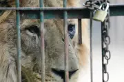 Argentinian Zoo Shut Down After Shocking Discovery of Emaciated Lions and Bears