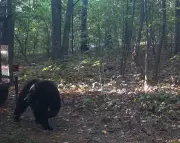 Arkansas Camper's Terrifying Bear Encounter: Heroic Survival in Ozark Wilderness