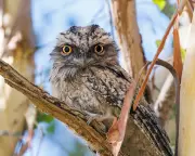 Australian Bird of the Year 2025 Crowned: Feathered Champion Soars to Victory
