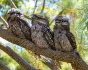 Australia's Bird of the Year 2025: Top 10 Finalists Revealed in Fiercely Competitive Poll