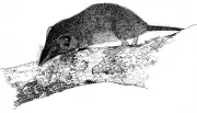 Australia's Last Native Shrew Declared Extinct: A Tragic Milestone in Biodiversity Loss