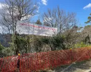 Australia's Tree Wars Escalate: The Urgent Search for a New Conservation Solution