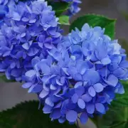 Autumn Hydrangea Care: The Essential Deadheading Guide for Spectacular Blooms Next Year