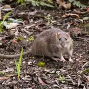 Autumn Rodent Invasion: Why Rats and Mice Are Fleeing to UK Gardens Now