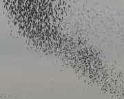 Autumn's Salty Symphony: The Mesmerising Dance of Waders on the UK Coast
