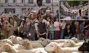 Baa-rmy on the Streets: Madrid's City Centre Invaded by 1,000 Woolly Wanderers in Spectacular Annual Tradition