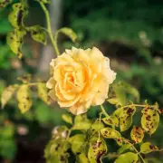 Banish Black Spot From Your Roses Forever With This Simple Kitchen Scrap Hack