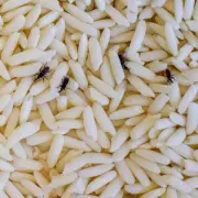 Banish Kitchen Pests for Good: 7 Expert Tips to Keep Your Cupboards Bug-Free