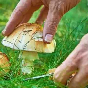 Banish Lawn Mushrooms Forever: The Simple Kitchen Ingredient That Eliminates Fungus Overnight