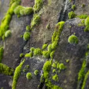 Banish Moss From Your Driveway and Lawn Forever With This Simple 3-Ingredient Solution