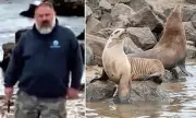 Beachgoers Flee in Terror as Aggressive Sea Lion Charges California Shoreline