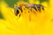 Bee and Butterfly Crisis: Quarter of European Species Now Threatened With Extinction