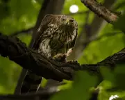 Berlin's Blueprint: How UK Cities Could Become Havens for Majestic Goshawks