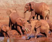 Beyond Barks: Scientists Uncover Complex Language Patterns in Dogs and Elephants