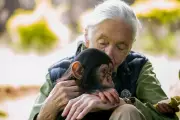 Beyond the Chimpanzee: Jane Goodall's Reading List Reveals Her Extraordinary Life