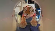 Big Cat Scan: The Purr-fectly Absurd Hospital Mix-Up That Went Viral