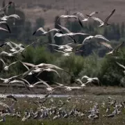 Bird Flu Pandemic Alert: Scientists Issue Dire Warning as Virus Spreads to Mammals